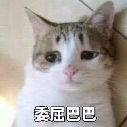 猫咪委屈表情包合集