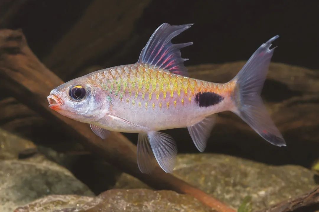 淡水鱼的种类图片(来看看这些淡水鱼) - 赤虎壹号