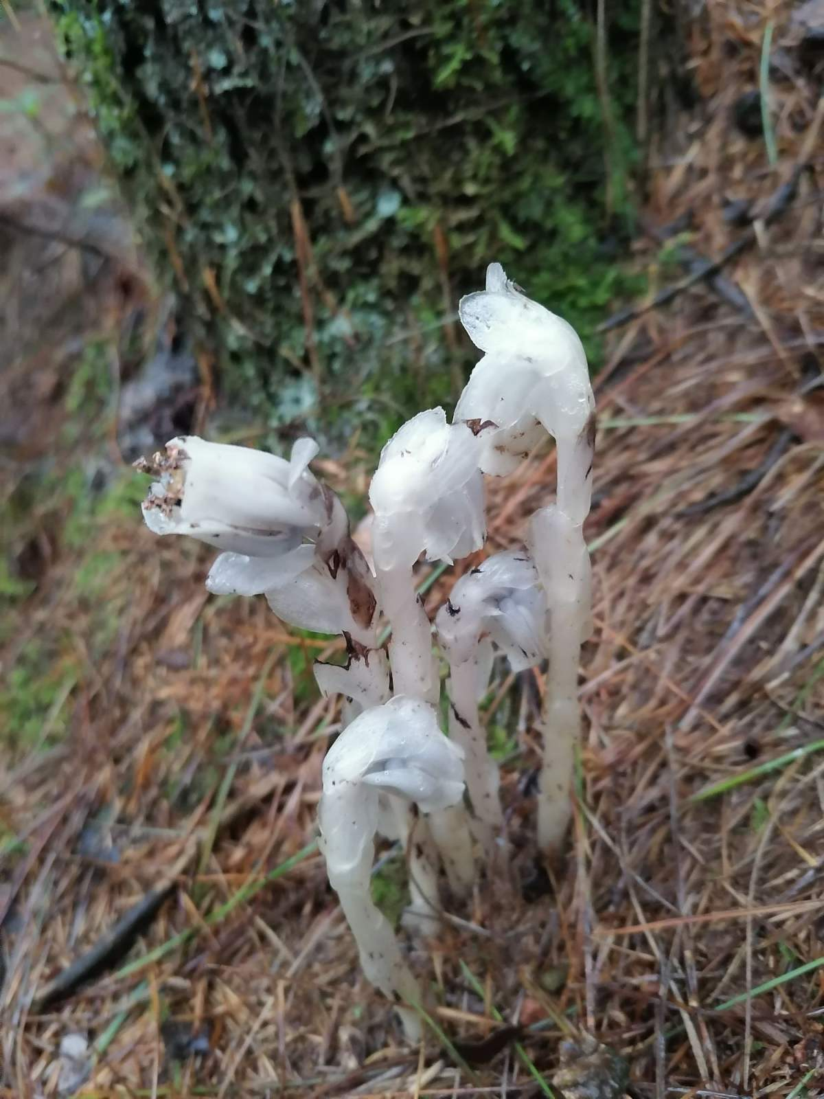 幽灵兰花的图片（图文讲解幽灵兰花的真实样子）