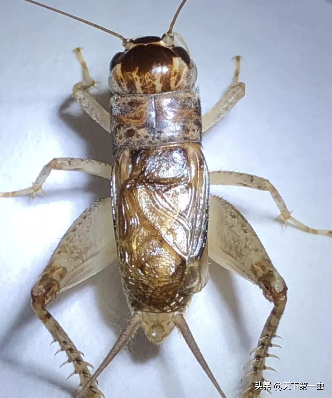 蟋蟀故事:正点的正黄披袍