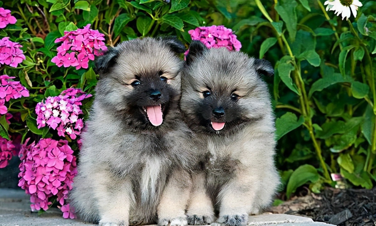 世界犬种智商排名榜前 30 名的聪明狗狗