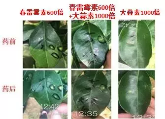 安全又好用的农用链霉素，为什么如今在市面上再也买不到了？