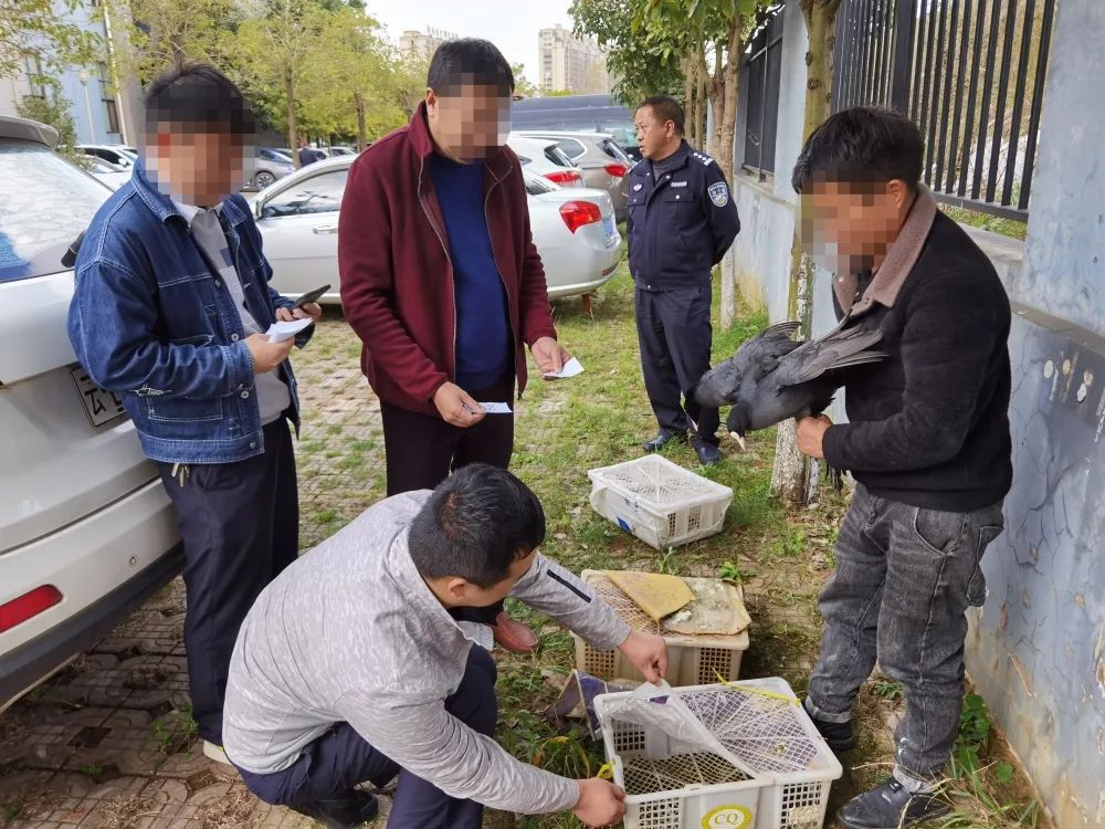 云南曲靖:陆良一男子以身试法诱捕“野味”