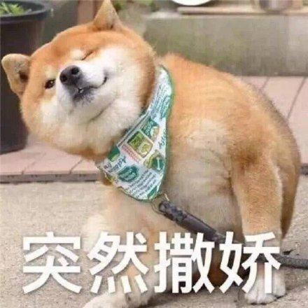 小柴犬的表情包来个热吻吗？宝贝儿