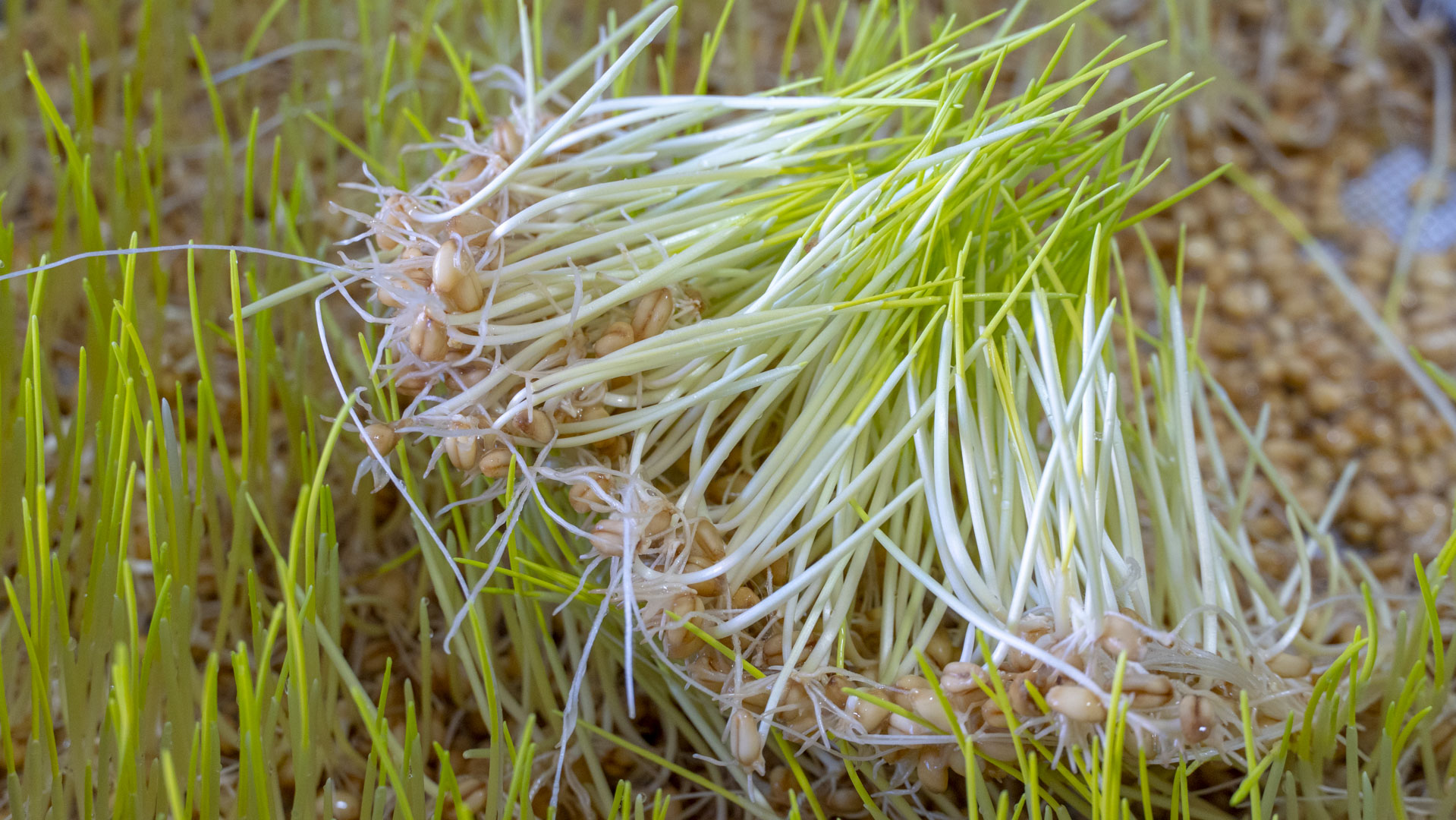 纯正手工麦芽糖做法,从发麦芽开始详细讲解,口感香甜醇厚又好吃