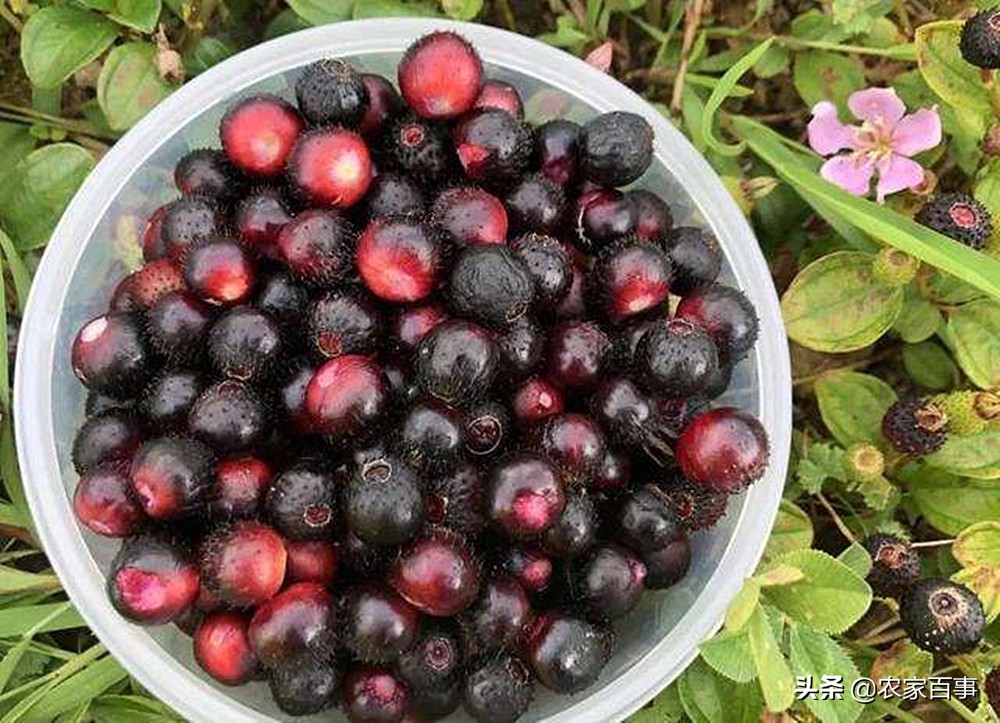 地菍的功效与作用(农村一种野草) - 行就行