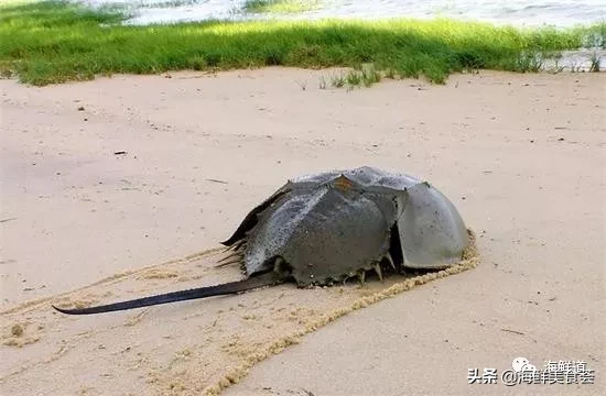 市场常见的102种海鲜，肉质鲜美，营养丰富，你们吃过几种？