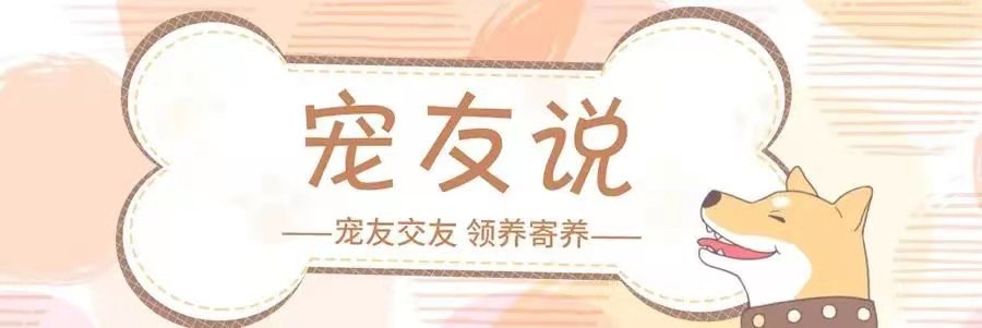 狗狗胰腺炎的病因分析与治疗方法探讨
