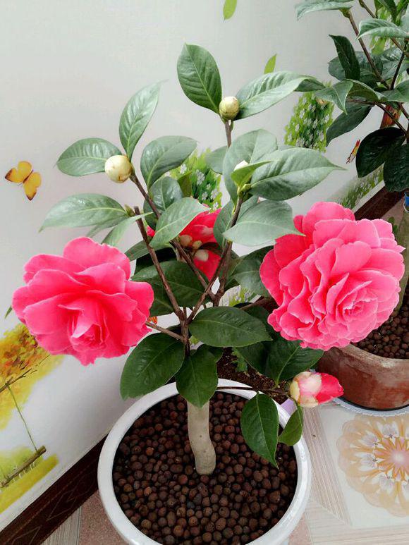 有钱人爱养的"吉祥花",建议你也养一盆,旺财运利健康