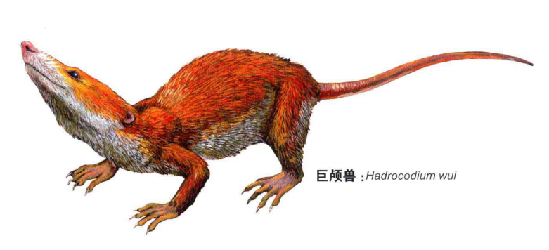 在三叠纪末,再次发生了一场大灭绝,鳄鱼的远亲劳氏鳄衰败了,与哺乳