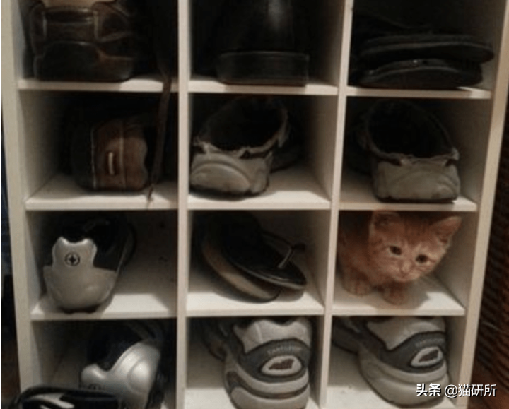 猫咪为啥沉迷吸鞋？这样会传染脚气吗？