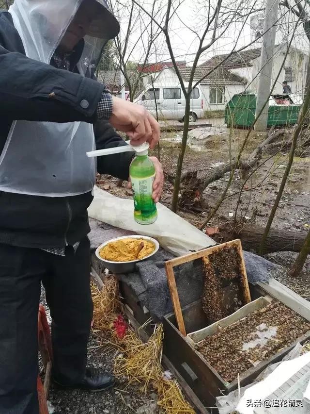蜜蜂怕干还是怕湿养蜂人要知道！能帮助蜂群应对异常气候才是王道