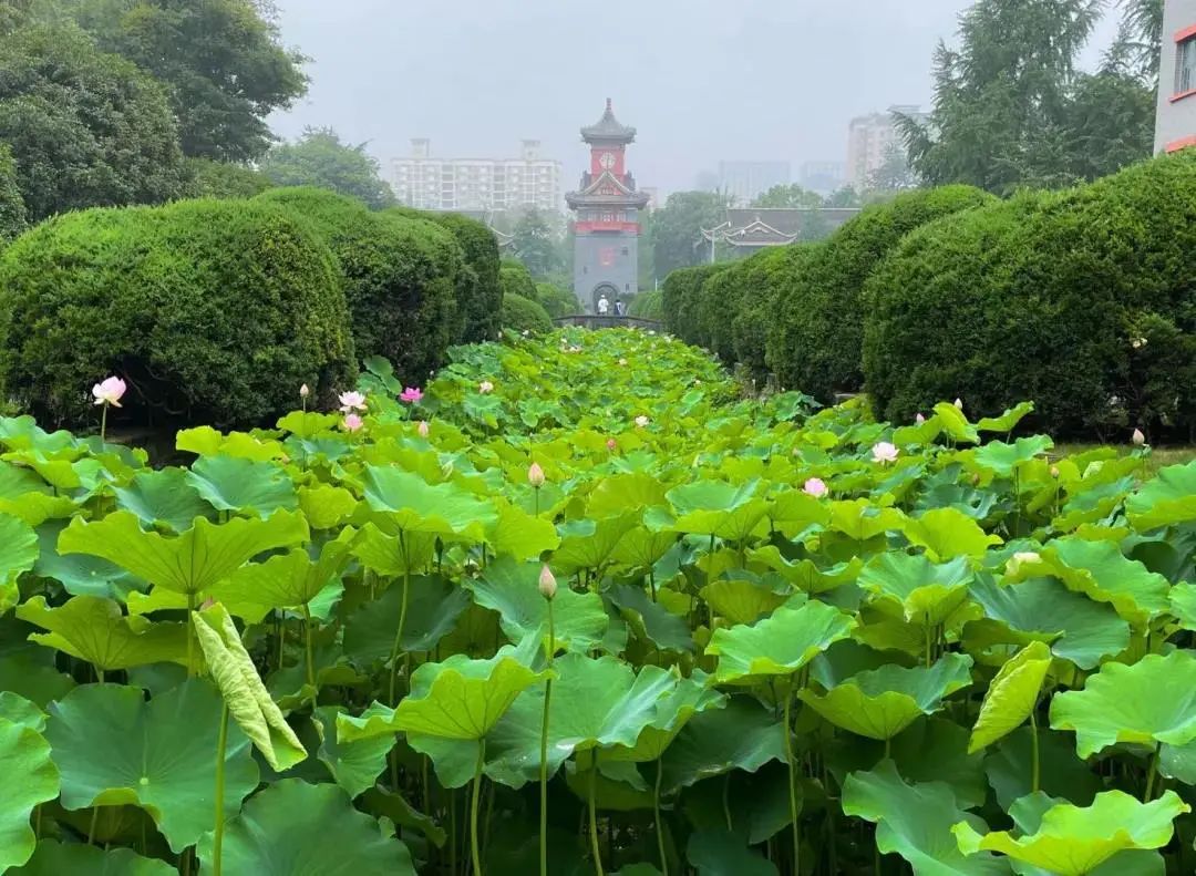 成都，大学校花来了！
