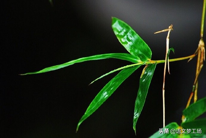 历年高考满分作文：《把亲情捧在手里》《善良的心》