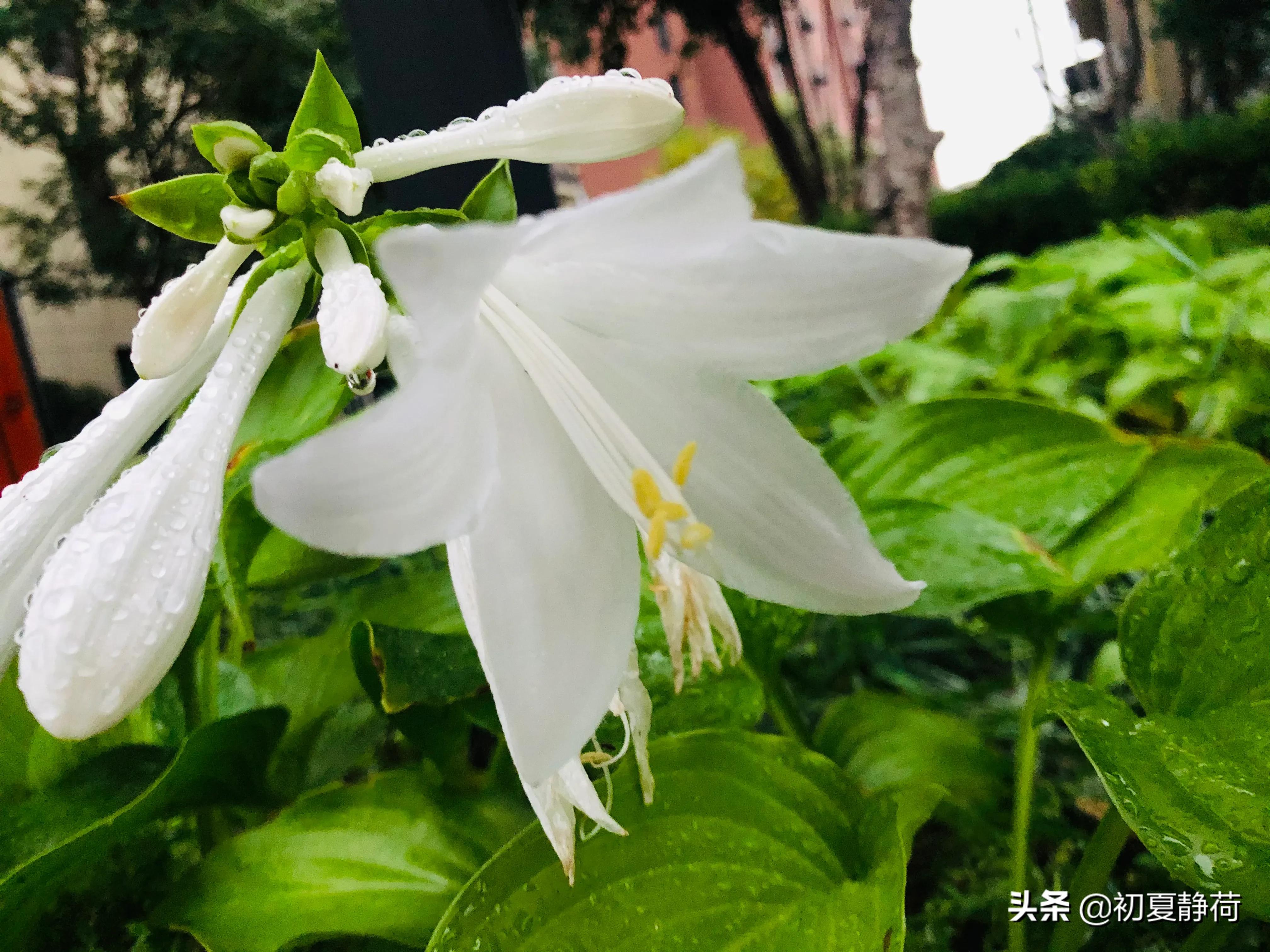 秋雨的深情，都藏在了花中，傍晚随笔
