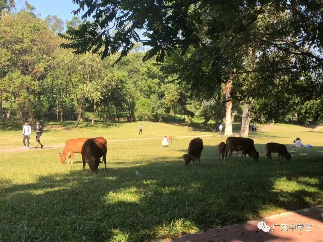 高校各种“神兽”出没，你的大学有什么？