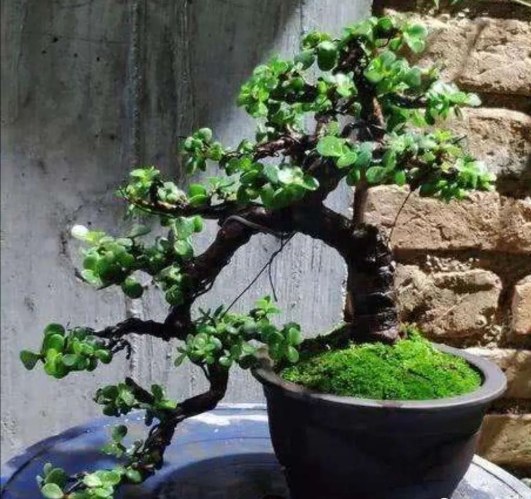 金枝玉叶花卉（金枝玉叶有6怕，难怪叶片哗哗掉，避开枝叶紧凑，二三年成老桩）