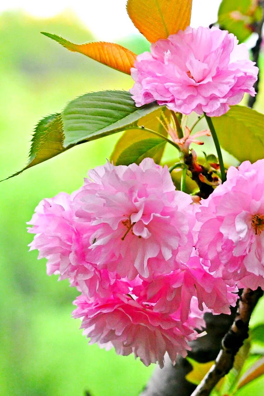樱花的特点描写(盘点国内樱花常见的品种)