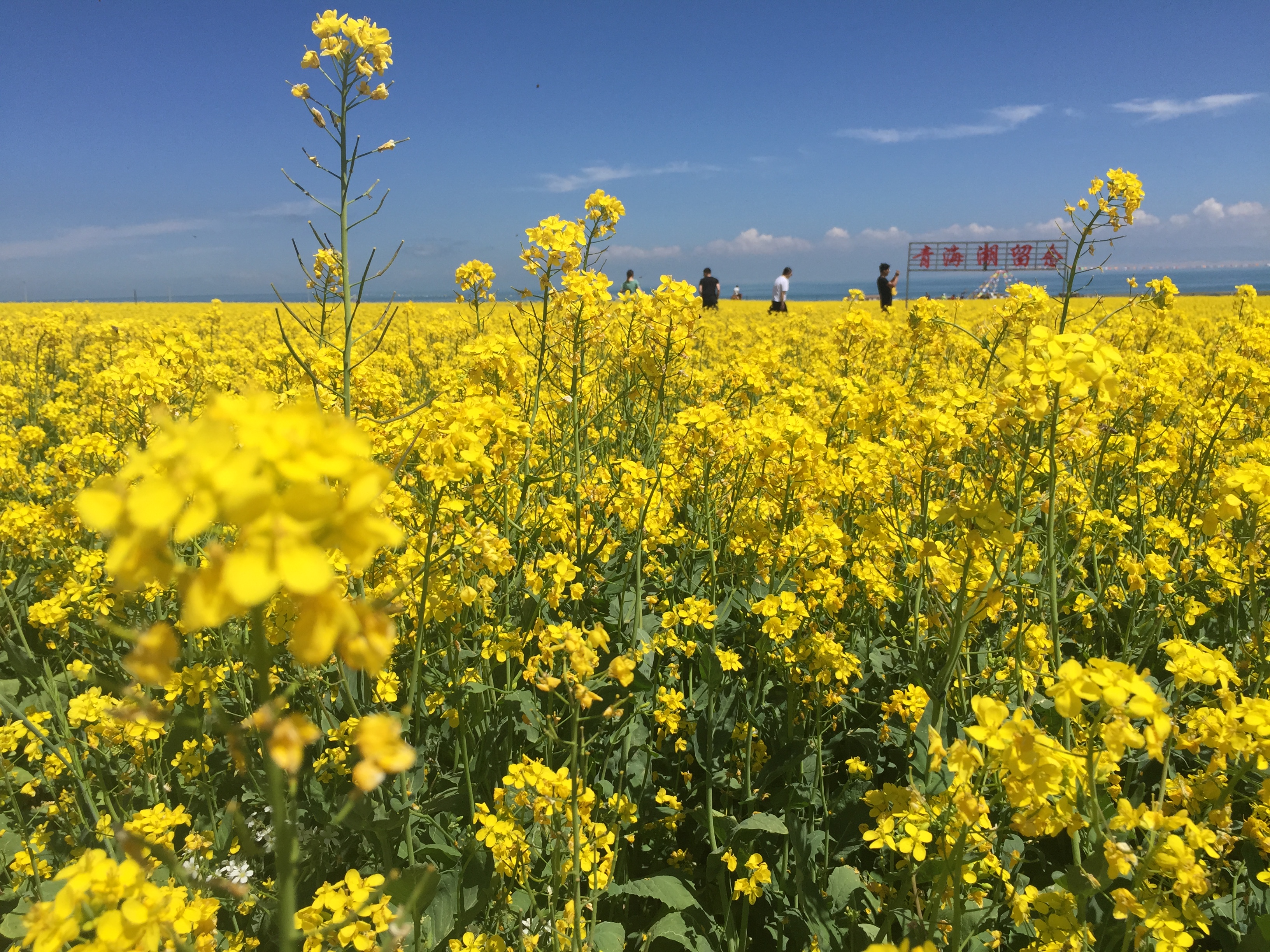 我到青藏高原看"海",青海湖的油菜花海