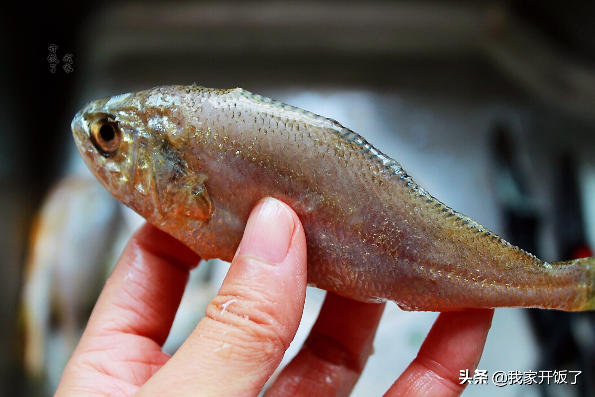 這魚我家每週吃一頓,才花10元錢,補血又補鈣,冬天滋補不上火