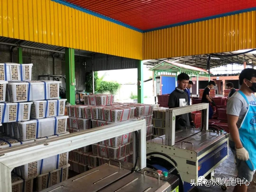 龙眼什么时候开花（泰国龙眼的等级区分标准）
