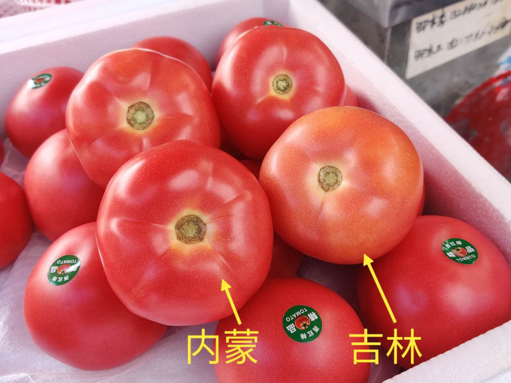 西红柿价格持续低迷，地头价五六毛一斤，菜农、批发商都赔钱，今年还能好转吗？