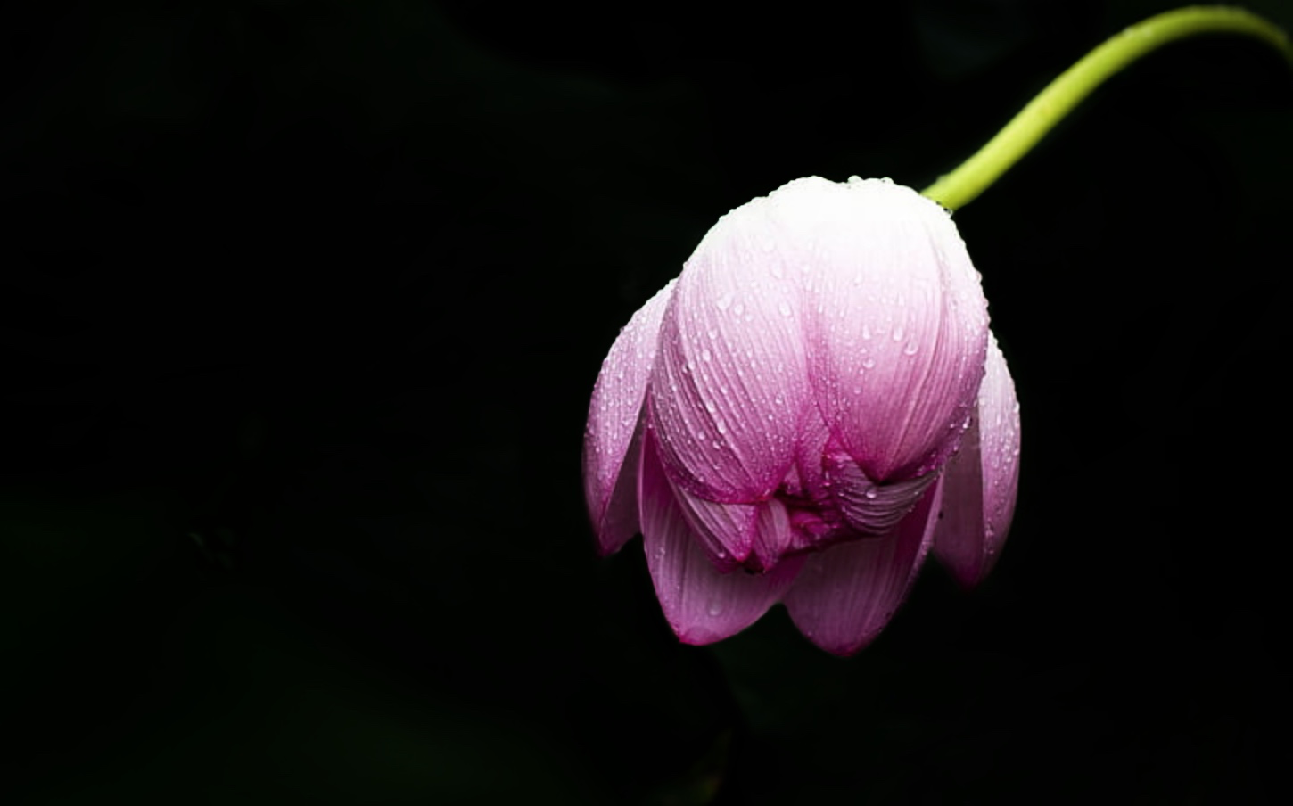 原片:如果仅仅为了突出这朵荷花的粉嫩,不让四周的荷叶干扰到主体