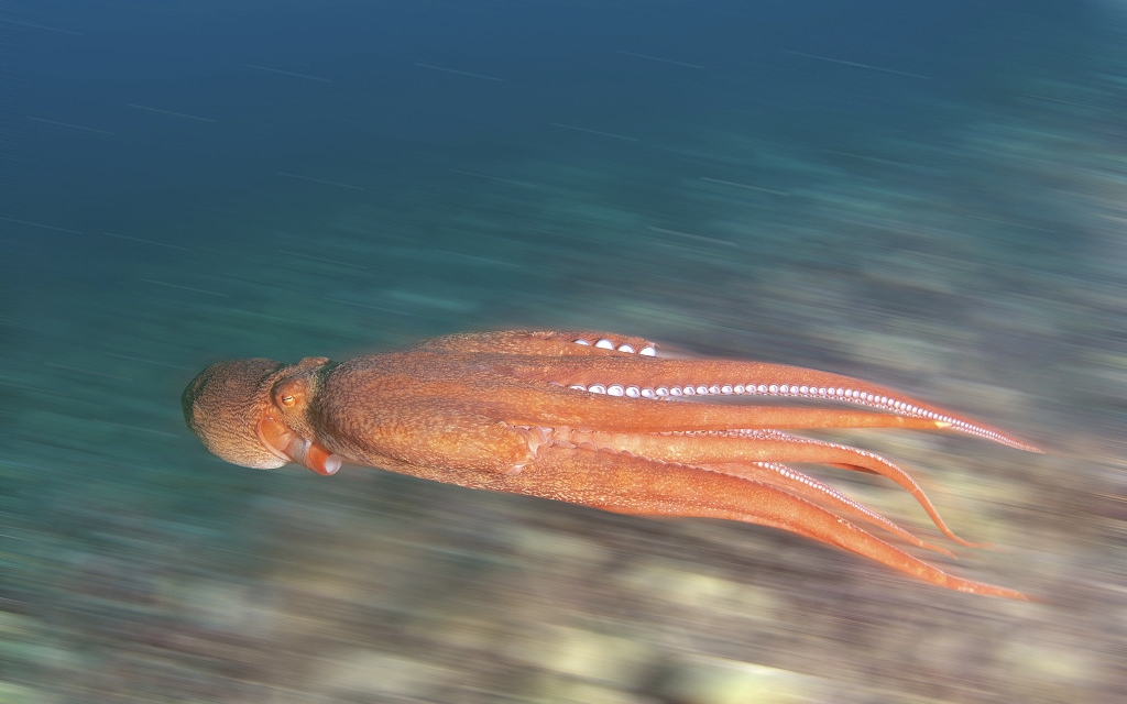 物种百科：北太平洋巨型章鱼