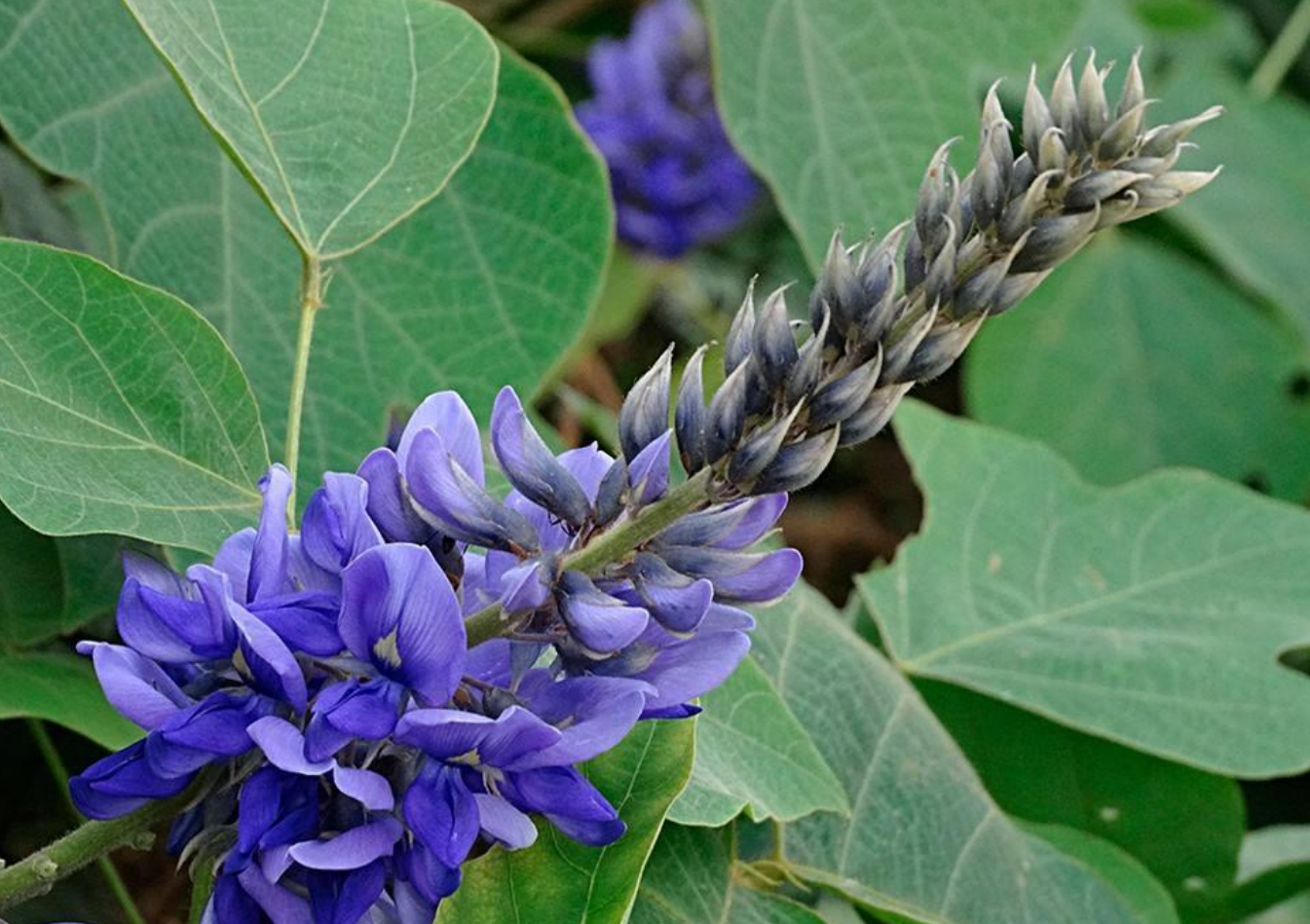 "亚洲人参"葛根在美国泛滥成灾,为何他们宁愿花钱清理也不吃?