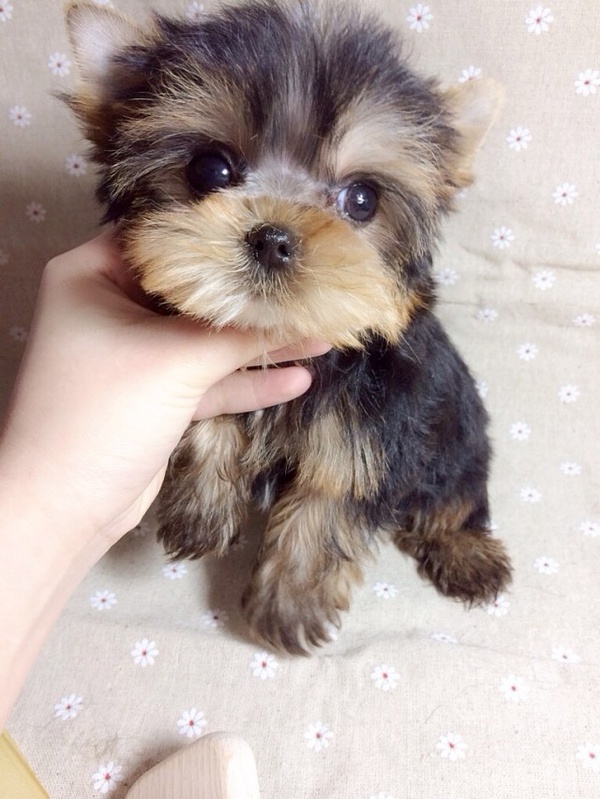 世界犬种智商排名榜前 30 名的聪明狗狗