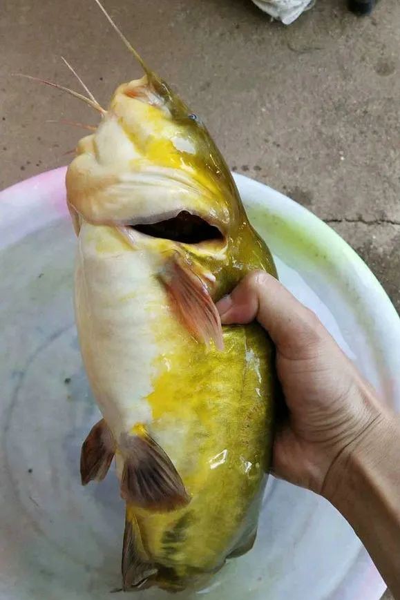 昂刺鱼图片(春雨绵绵) - 赤虎壹号