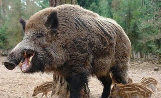 “杀猪令”来袭！全国6个省市开放野猪捕猎，杀死的野猪肉能吃吗