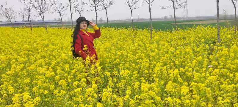 《金浪叠影：四首咏油菜花的浪漫诗篇》