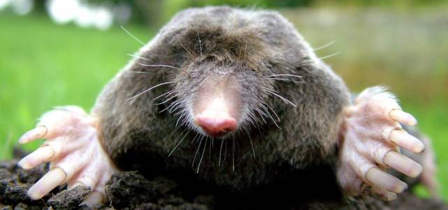 不冬眠的动物有哪些(动物有不同囤积妙招介绍)