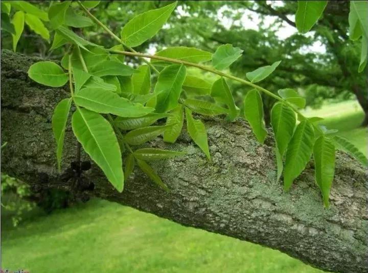 「中医药小知识」开方选黄柏，清热燥湿好得快