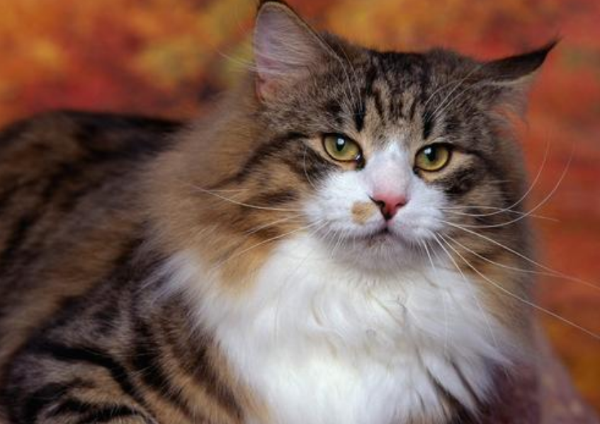 寿命最长的猫（知识科普最长寿的6种猫咪）