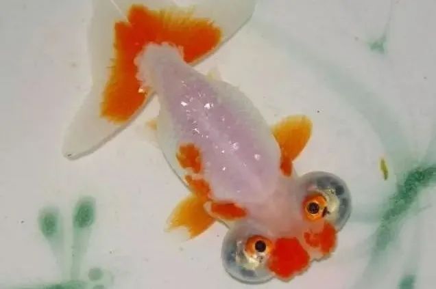 金鱼百览