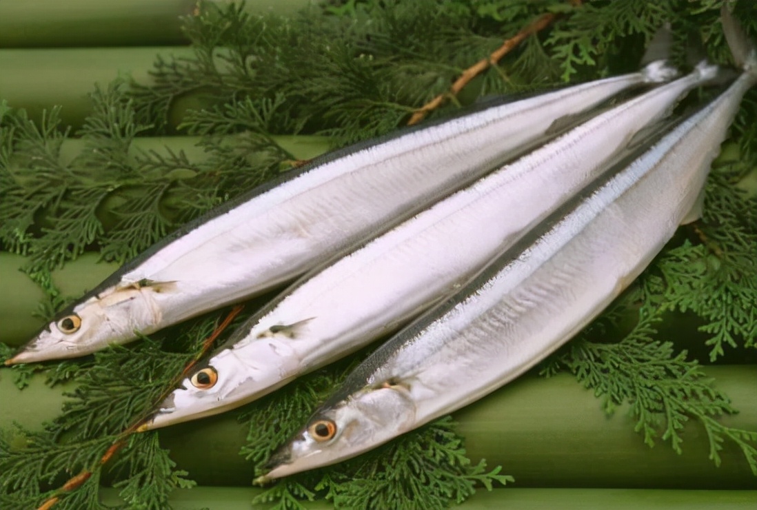 秋刀鱼还有一个名字叫做竹刀鱼,这种鱼十分有趣,因为它的性格很暴躁