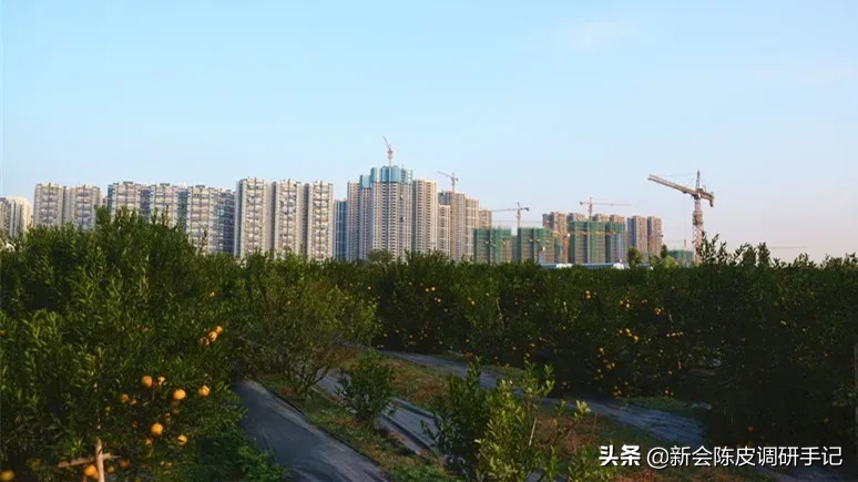 新会陈皮“核心产区”被征地：“一线产区”在消逝，陈皮要涨价？
