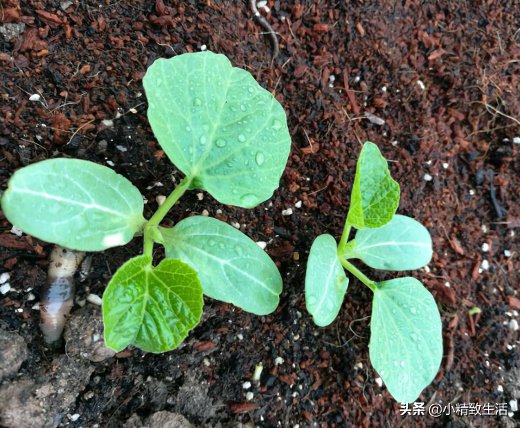 小葫芦种子可以直接种吗(简单7步种小葫芦一盆结十几个)