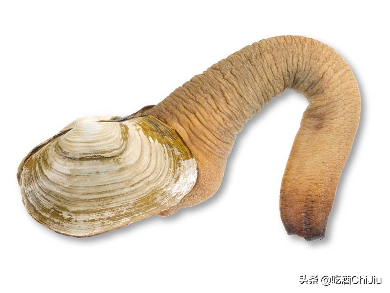 象拔蚌图片价格长相难以启齿的象拔蚌