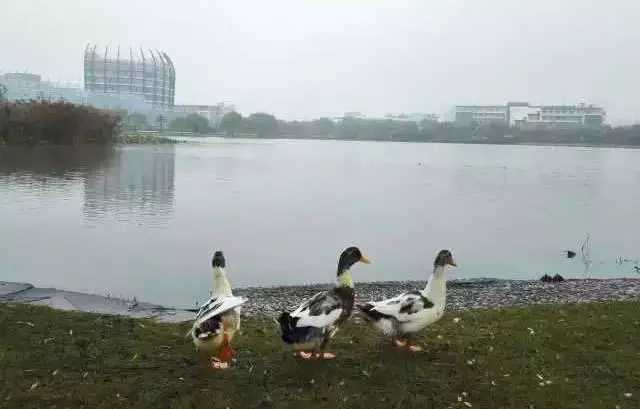 高校各种“神兽”出没，你的大学有什么？