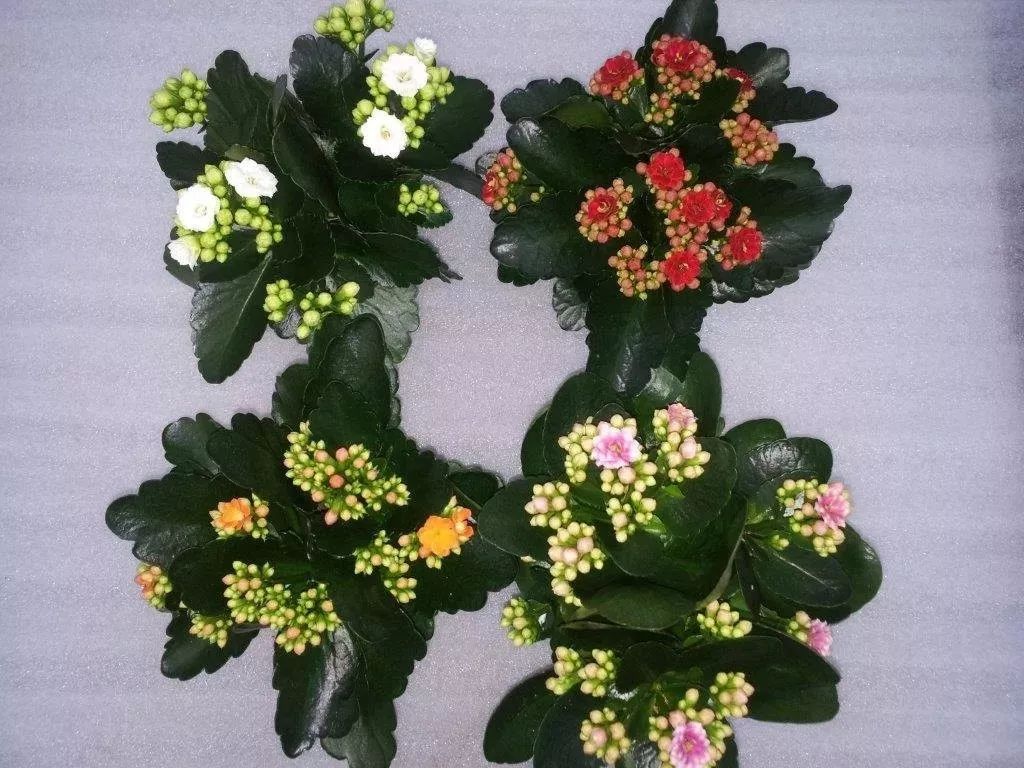 这些春节前后特受欢迎的观赏花,很适合养成桌面上的盆栽观赏植物