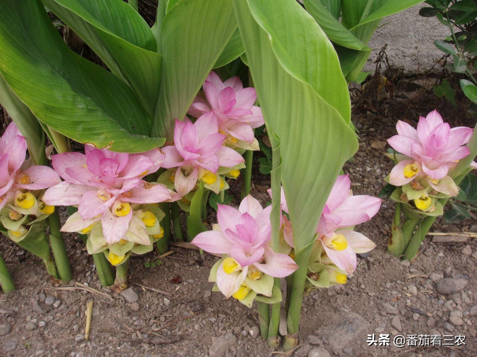 弄懂莪术品种及生长特性,掌握7大关键技术,助力药农高产高效益