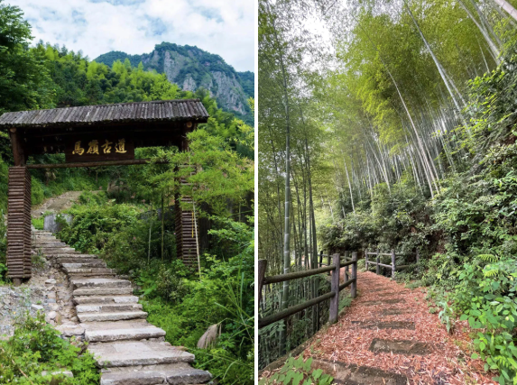 巨峰葡萄的產地,巨峰葡萄的產地在哪里