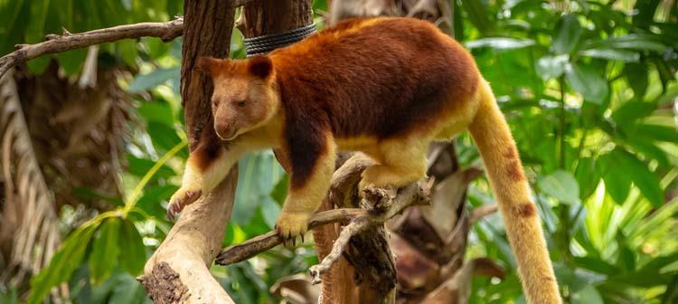 可能从地球上消失的野生动物,18种目前现存的极度濒危的物种