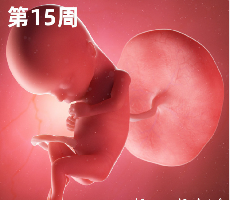 23周的胎儿有多大图片(一组高清过程图告诉你) - 赤虎壹号
