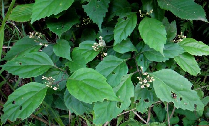 臭黄荆的功效与作用(超全) - 行就行