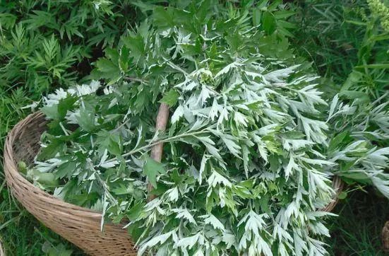 不會“有味”的植物毛巾，抗菌率99%，3秒吸水，旅游、日常必備
