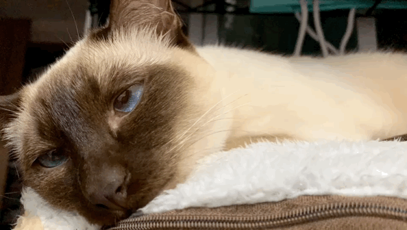 594_336gif 动态图 动图